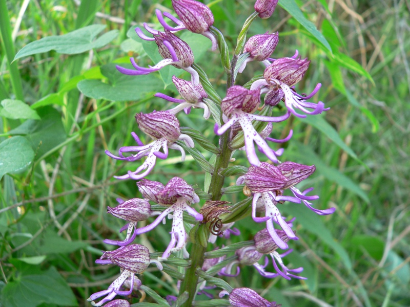 orchis angusticruris (purpurea x simia)